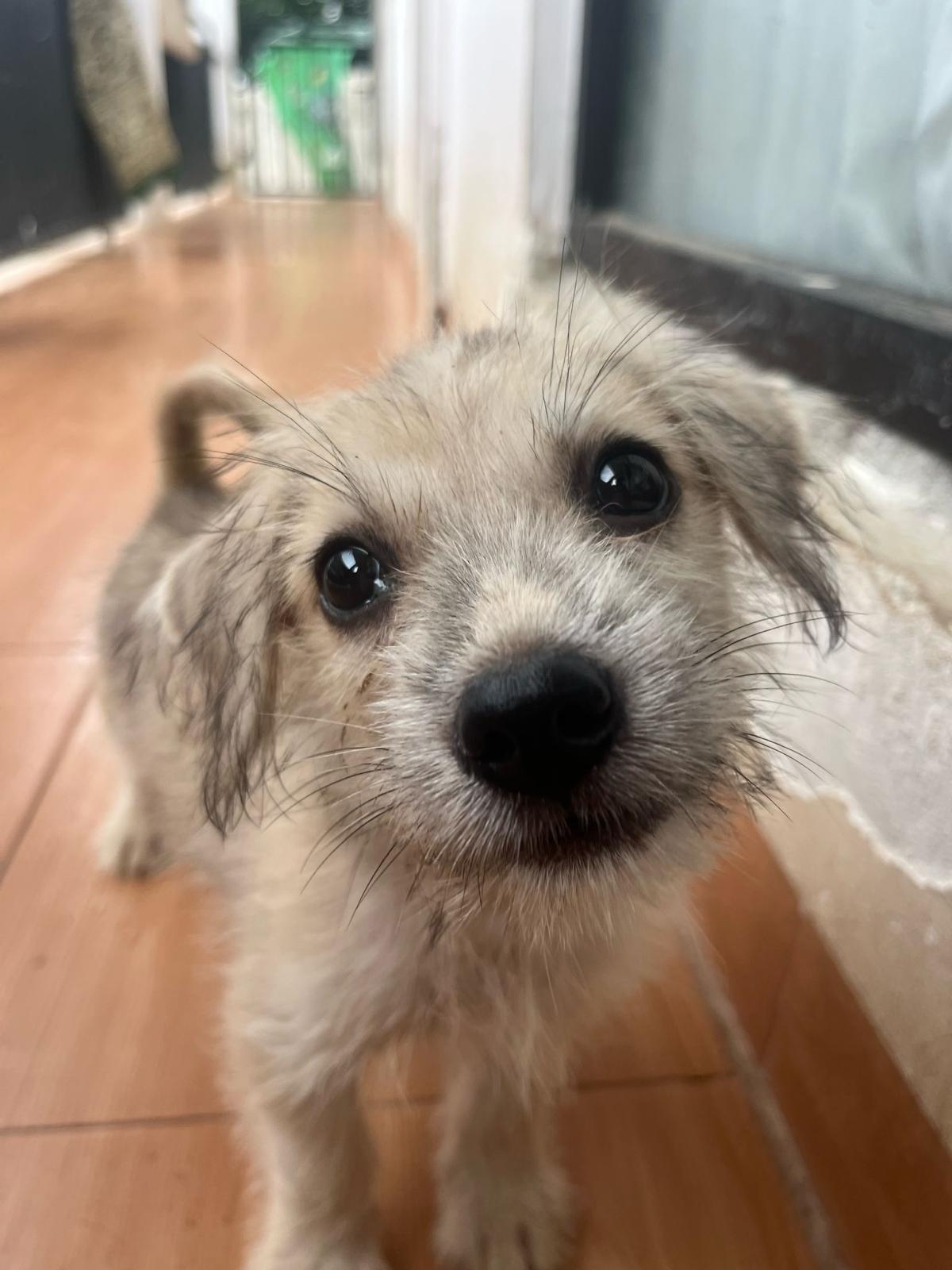 Geretteter Hund im Shelter